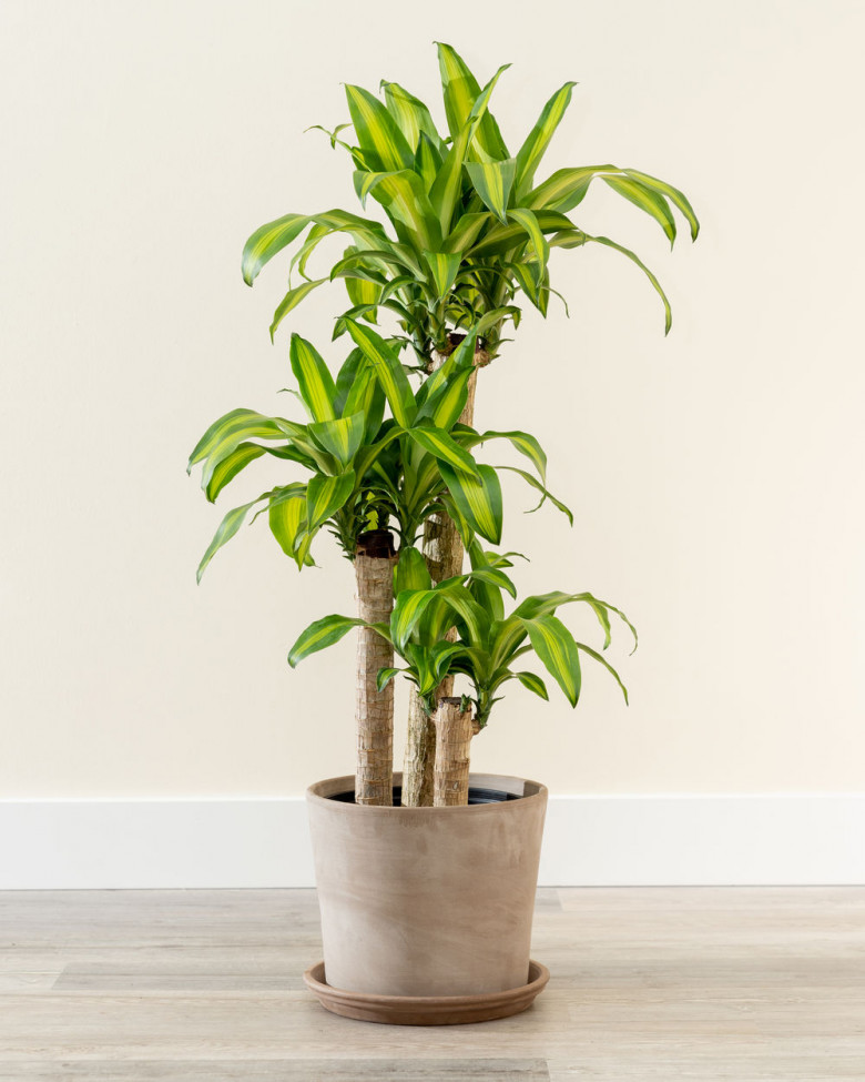Thiết Mộc Lan (Dracaena fragrans)