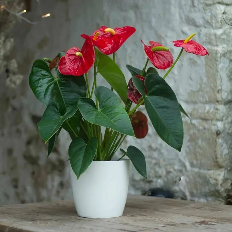 Hồng Môn Đỏ (Anthurium)