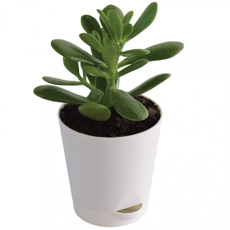 Ngọc Bích (Crassula ovata)