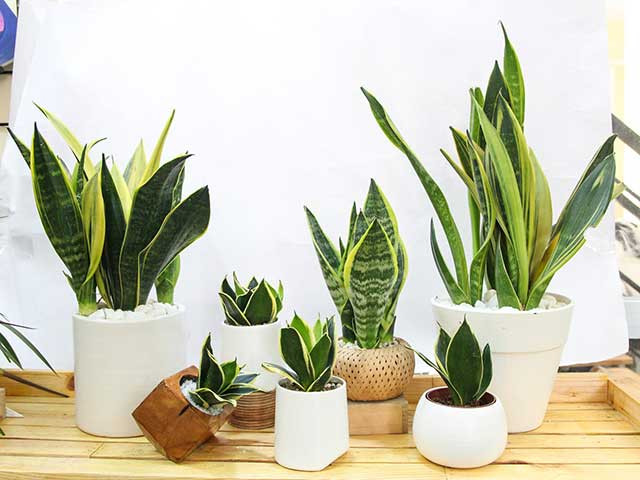 Lưỡi Hổ (Sansevieria Golden)