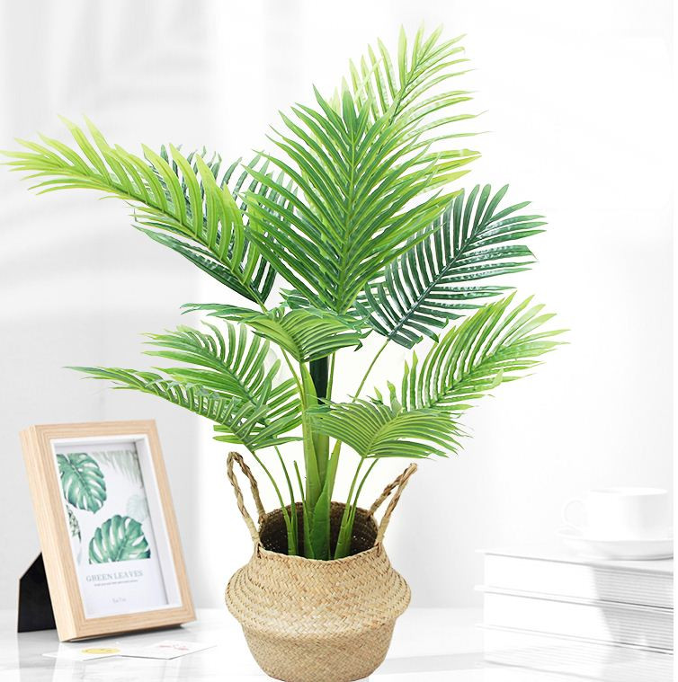 Dừa Cảnh (Areca palm)