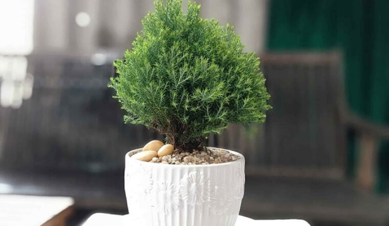 Cây Tuyết Tùng