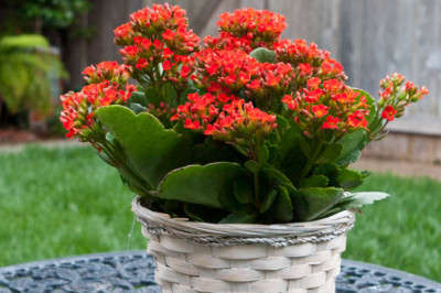 Top 20 cây cảnh trong nhà dễ trồng, thu hút tài lộc, sức khoẻ cho gia chủ