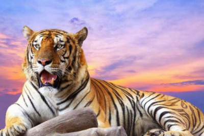 Mệnh và hợp màu của người sinh năm 1998 là gì? Xung khắc tuổi thế nào?